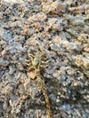 Scorpion Necklace
