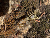 Scorpion Necklace